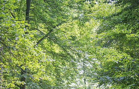 Monheim-Shooting 2021 Im Wald bei Wittesheim