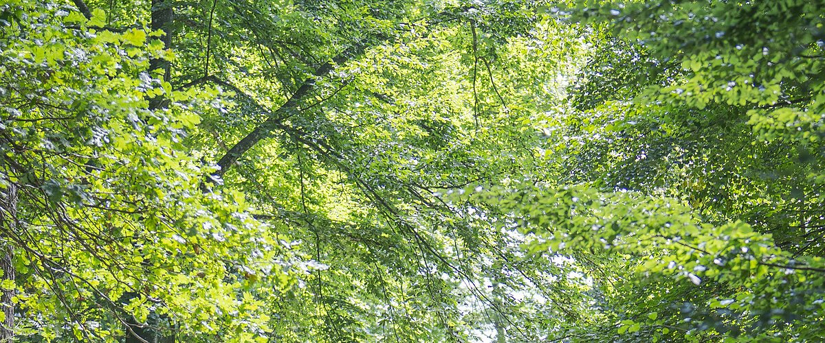 Im Wald bei Wittesheim