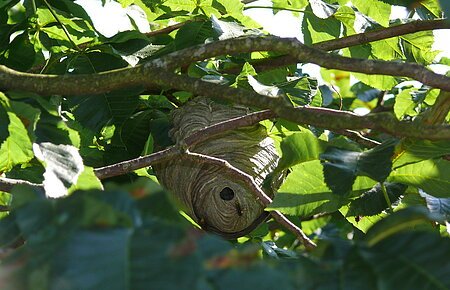 Wespennest Ein Wespennest hängt zwischen grünen Blättern und Zweigen in einem Baum.