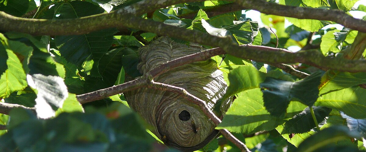 Wespennest Ein Wespennest hängt zwischen grünen Blättern und Zweigen in einem Baum.