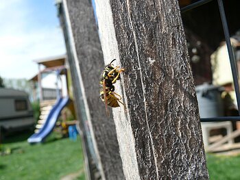 Wespe krabbelt an einem Holzpfosten, im Hintergrund unscharf eine blaue Rutsche und ein Wohnwagen.