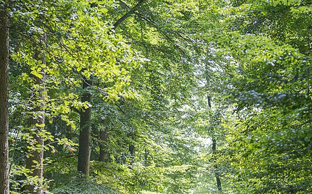 Vier Personen spazieren auf einem Waldweg, umgeben von grünen Bäumen.