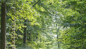 Vier Personen spazieren auf einem Waldweg, umgeben von grünen Bäumen.