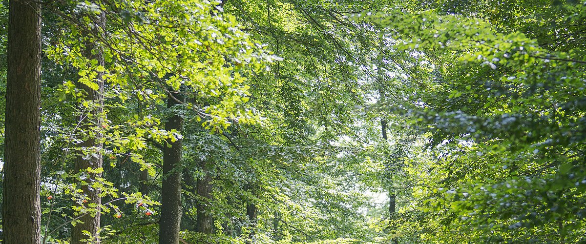 Vier Personen spazieren auf einem Waldweg, umgeben von grünen Bäumen.